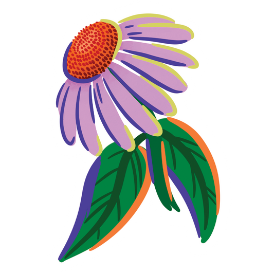 Coneflower Sticker