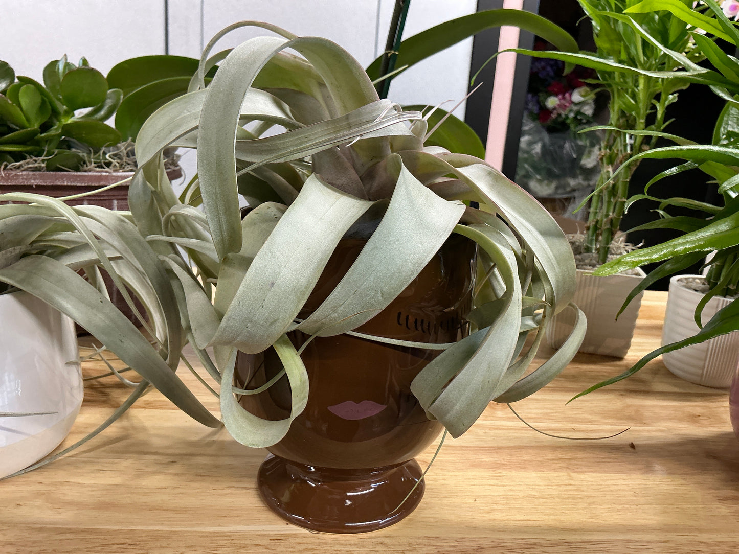 Air Plant-Brown Pot