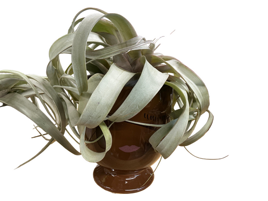 Air Plant-Brown Pot