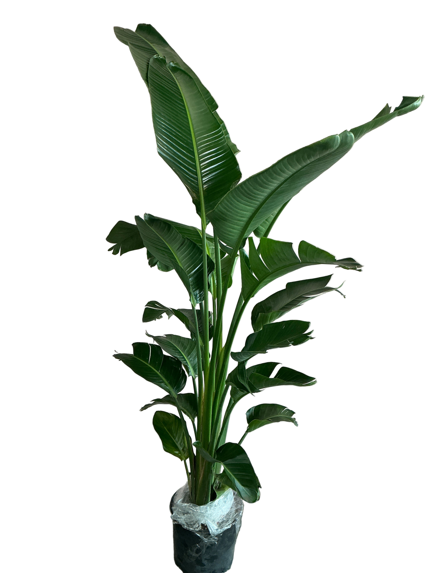 Birds of Paradise Plant