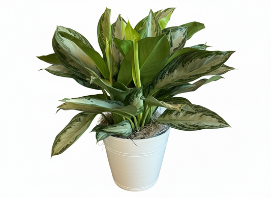 Aglaonema Plant (White Pot)