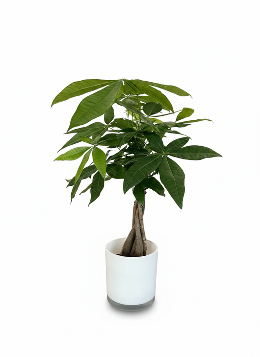 4’’ Money Tree With Pot