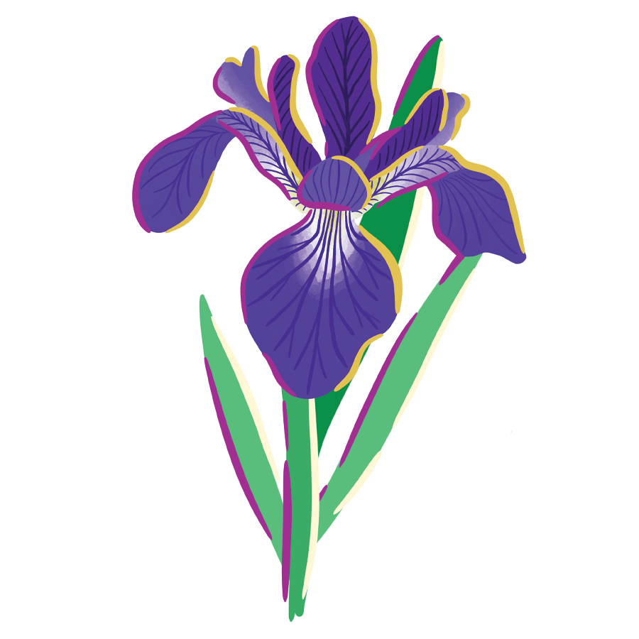 Iris Sticker – Boston Flower Co.