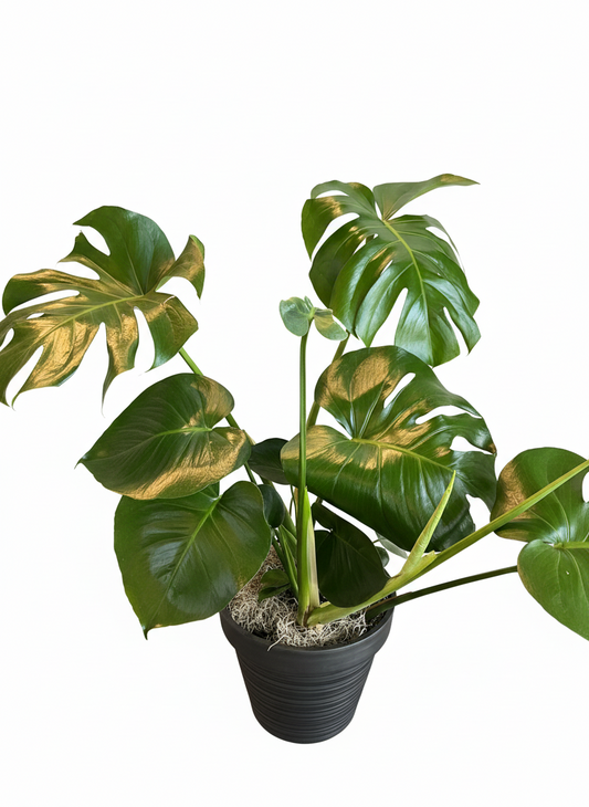 Monstera Plant