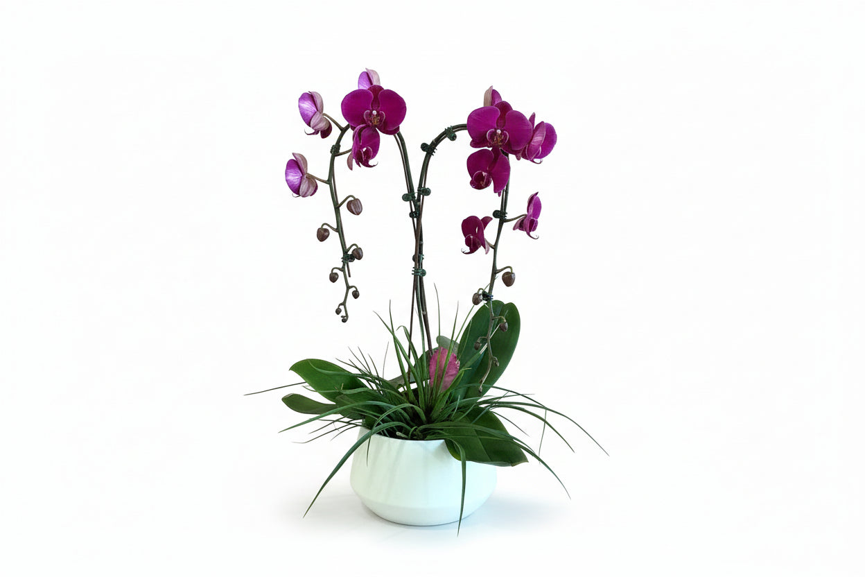 Luxe Orchid
