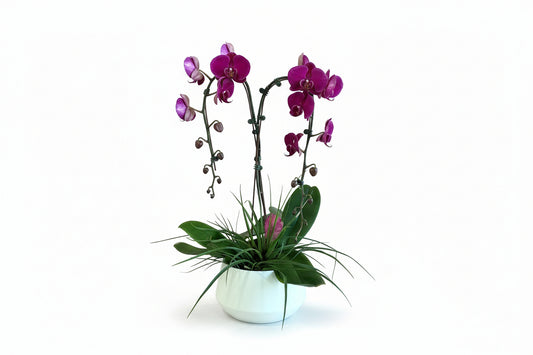 Luxe Orchid