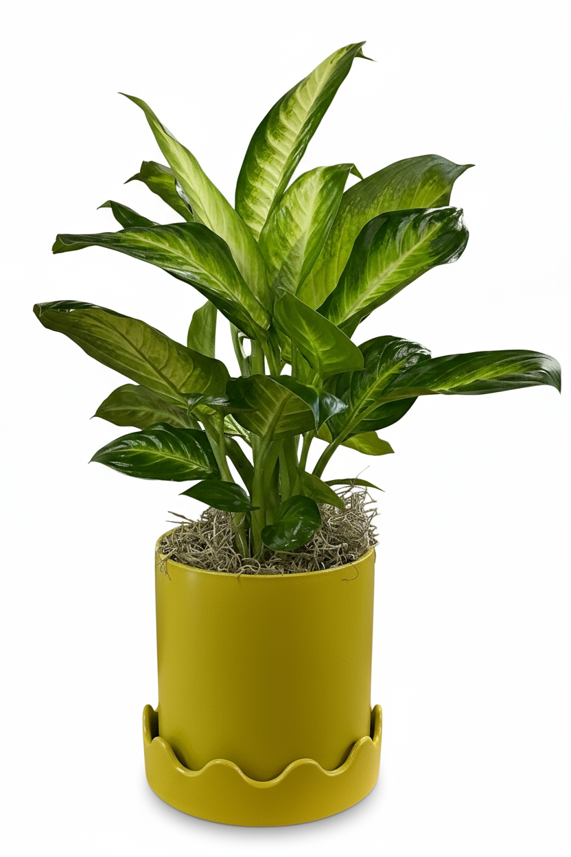 Dieffenbachia