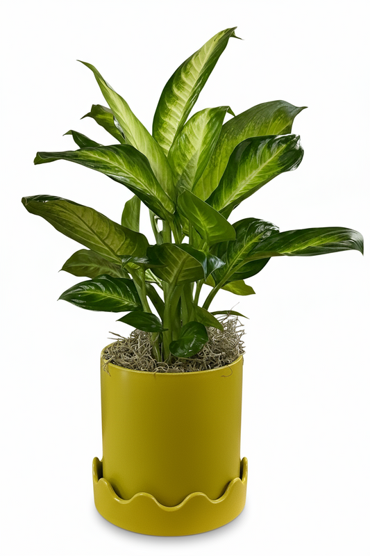 Dieffenbachia