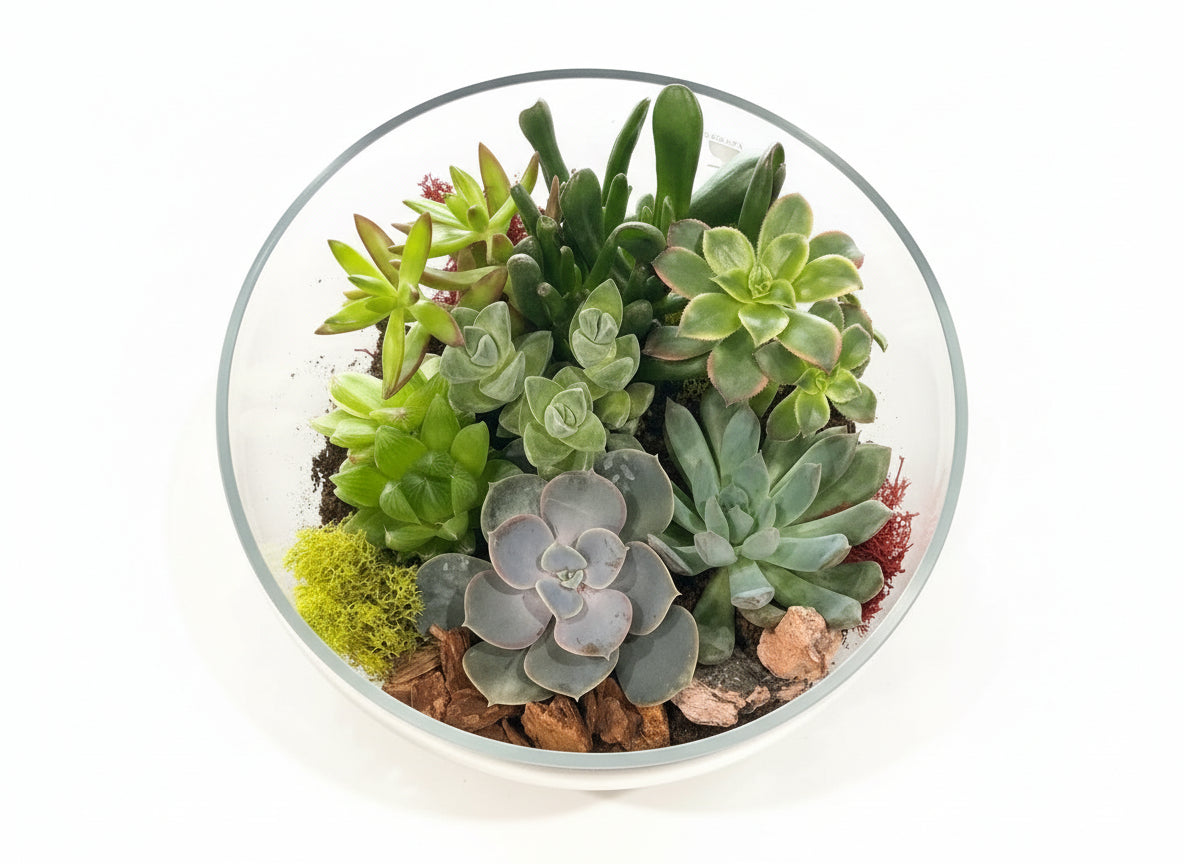 Terrarium Plant
