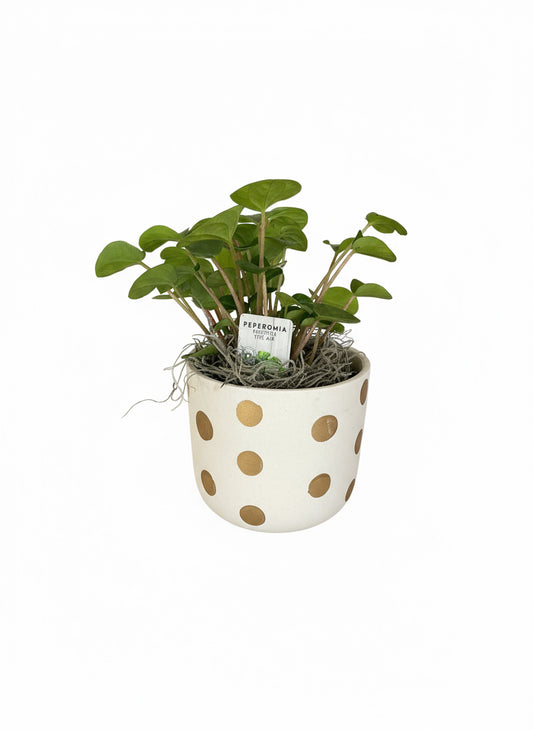 Peperomia With Pot