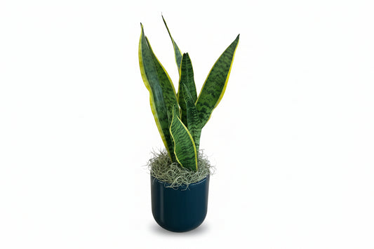 Snake Plant Navy Blue Vase