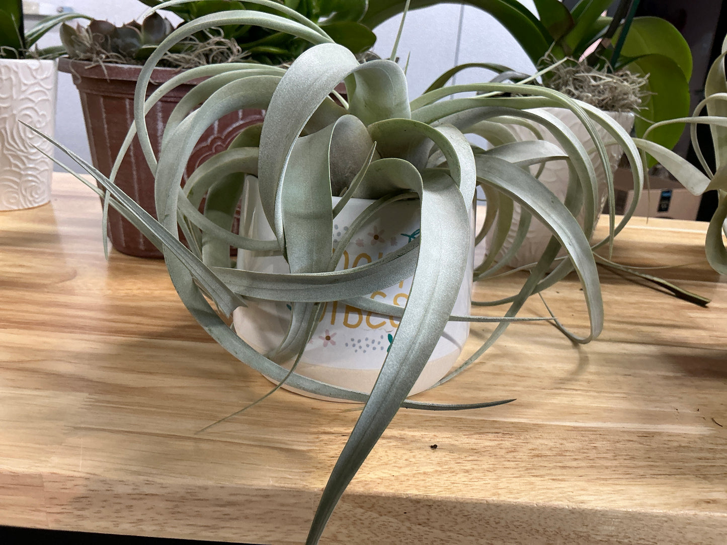 Air plant-Mom Vibes Pot