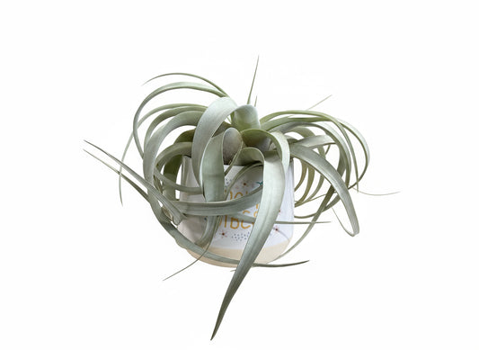 Air plant-Mom Vibes Pot