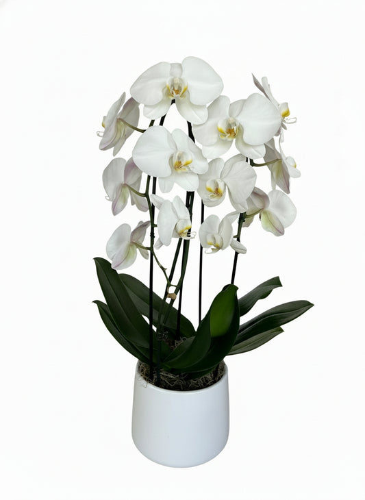 White Orchid