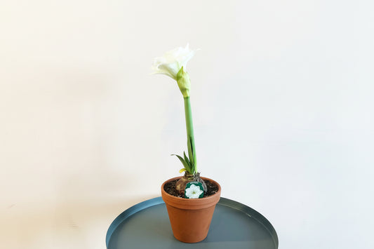 Amaryllis (Alfesco)