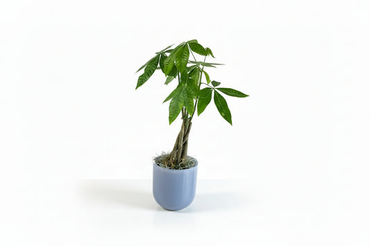 Money Tree Purple Vase