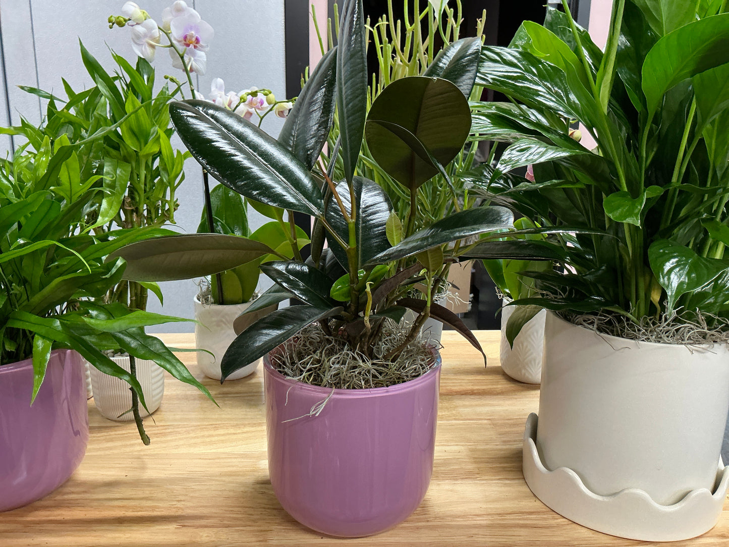 Rubber Plant-Purple Pot
