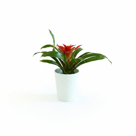 Guzmania Plant