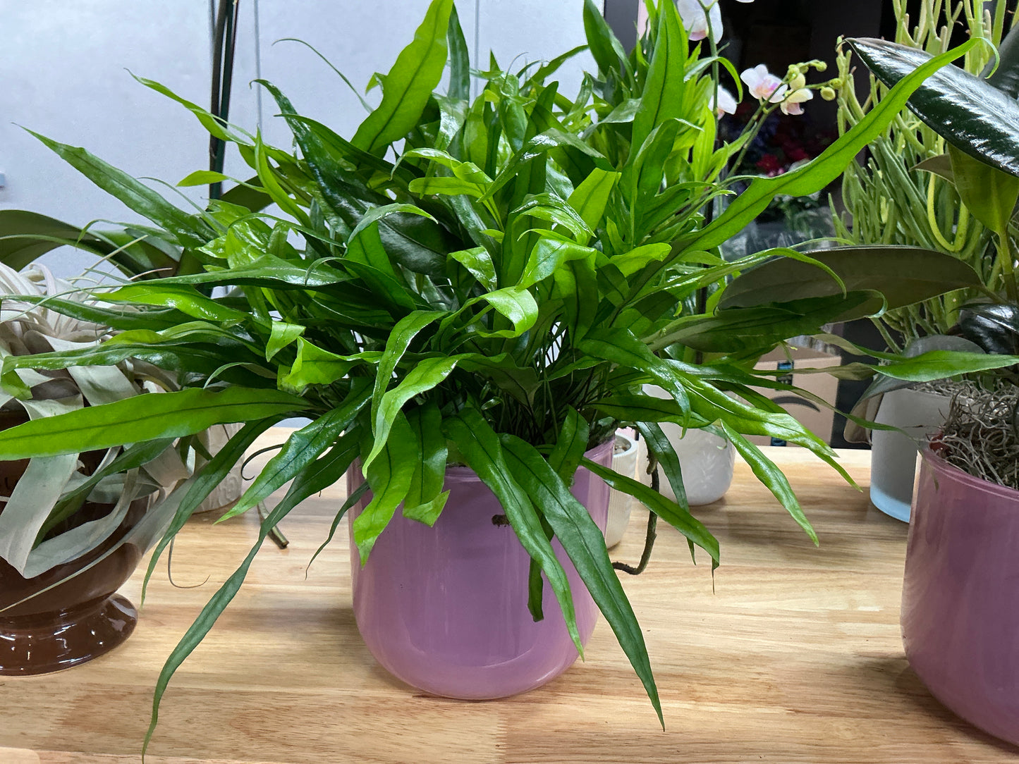 Rabbit Foot Fern-Navy Pot