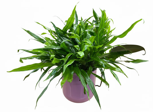 Rabbit Foot Fern-Navy Pot