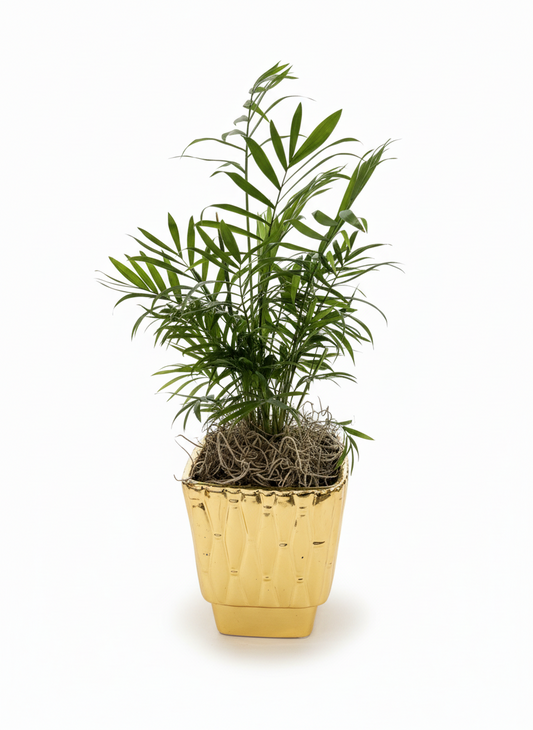 Chamaedorea Bamboo Plant