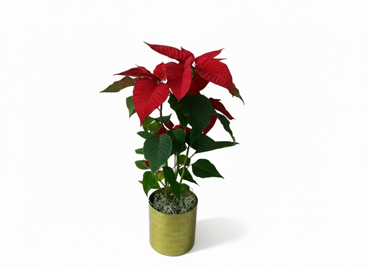 Poinsettia W/ Gold Happy Holiday vase