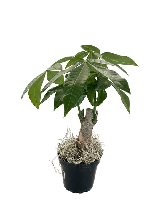 4" Money Tree