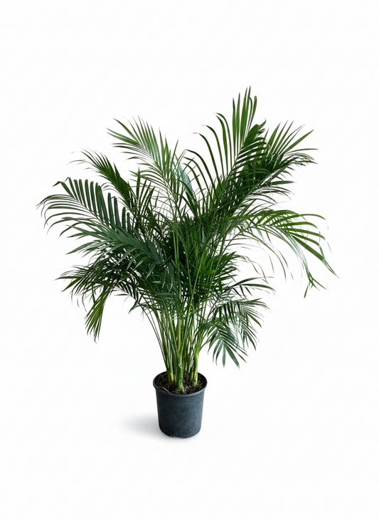 Areca Palm Plant
