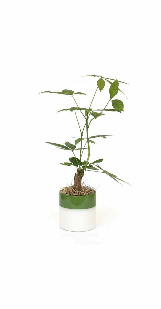 Money Tree Plant With Vase