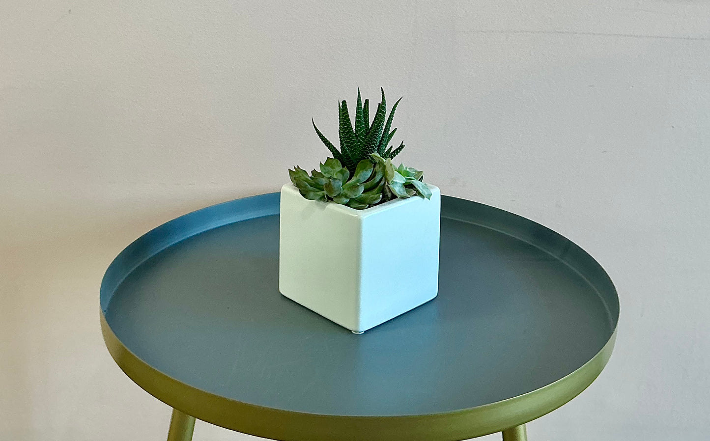Square vase succulents