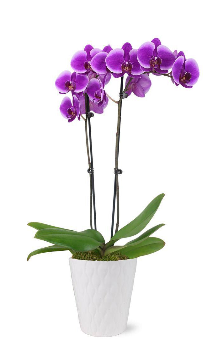 Orchid Plant - Purple (Double Stem)