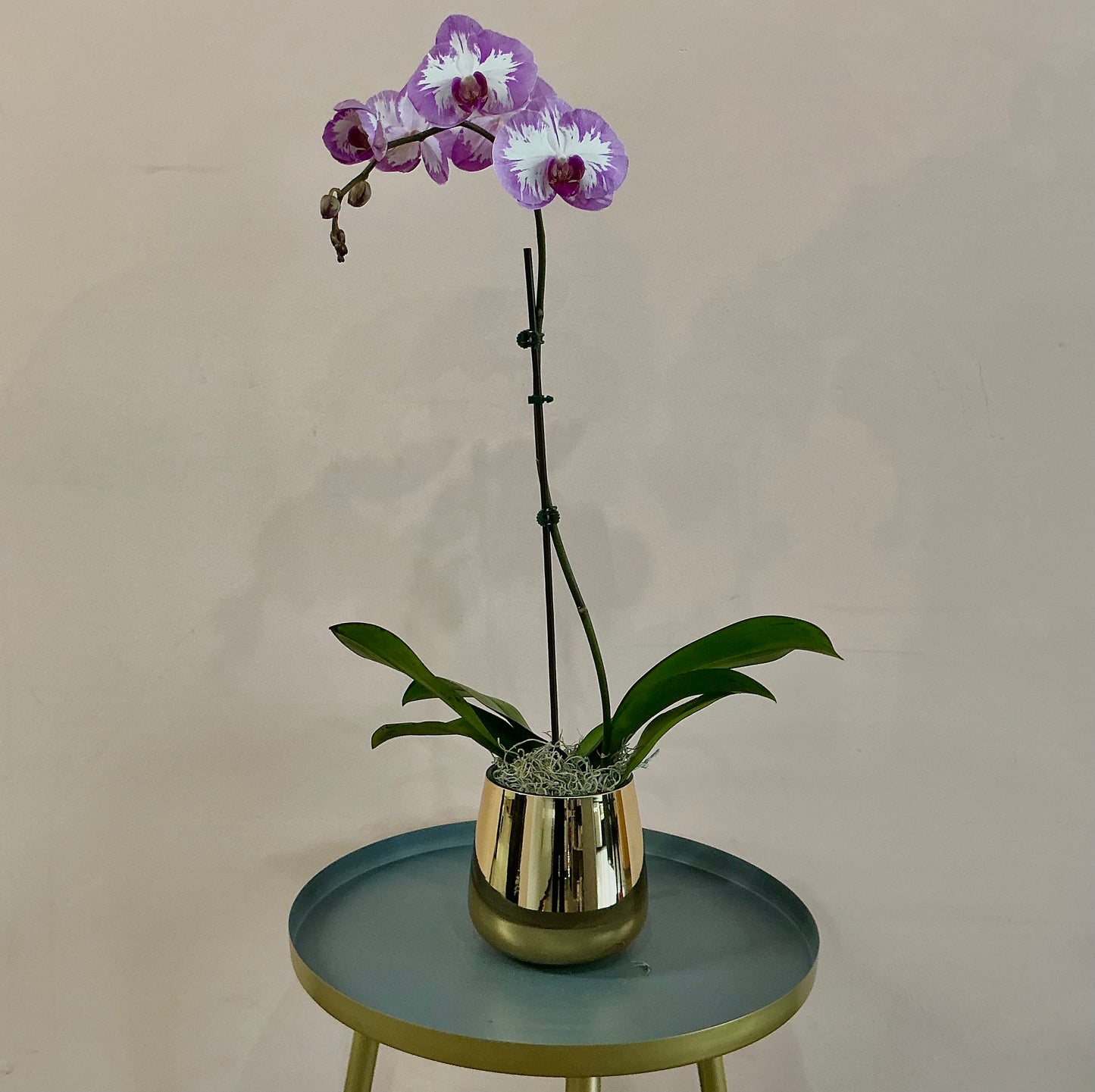 Orchid plant- Mixed Purple & White (single stem)
