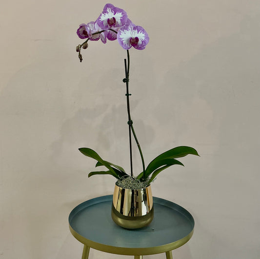 Orchid plant- Mixed Purple & White (single stem)