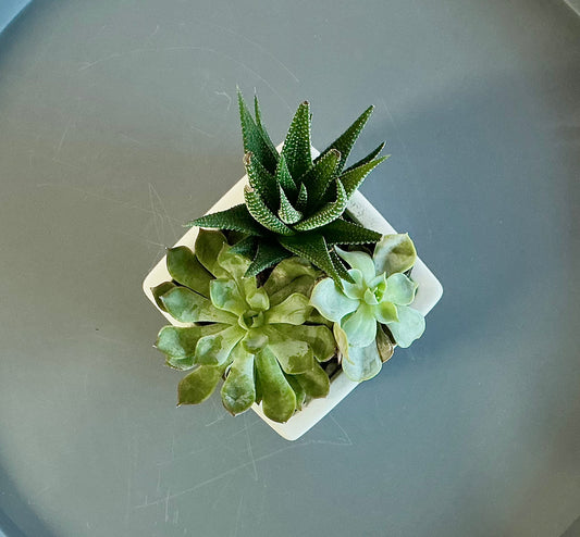Square vase succulents