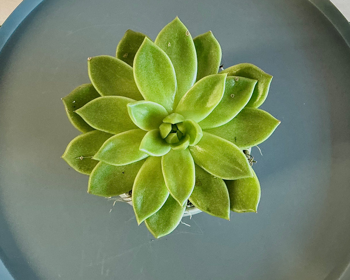 Single succulent plant