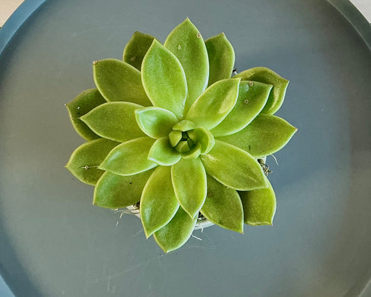 Single succulent plant