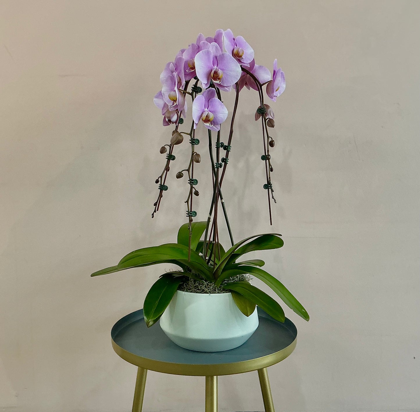 Orchid plant- light purple (three stem)