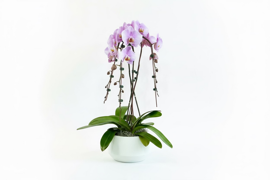 Orchid plant- light purple (three stem)