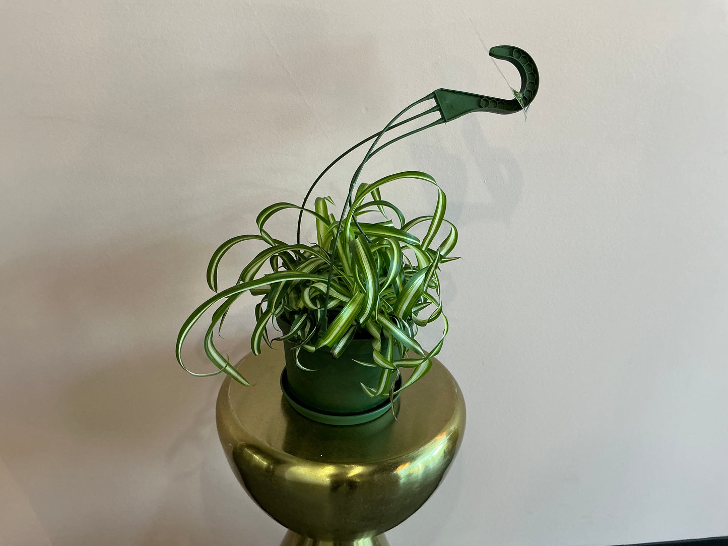 Spider Plant