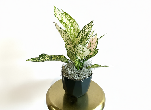 Aglaonema Etta (Rose Plant)