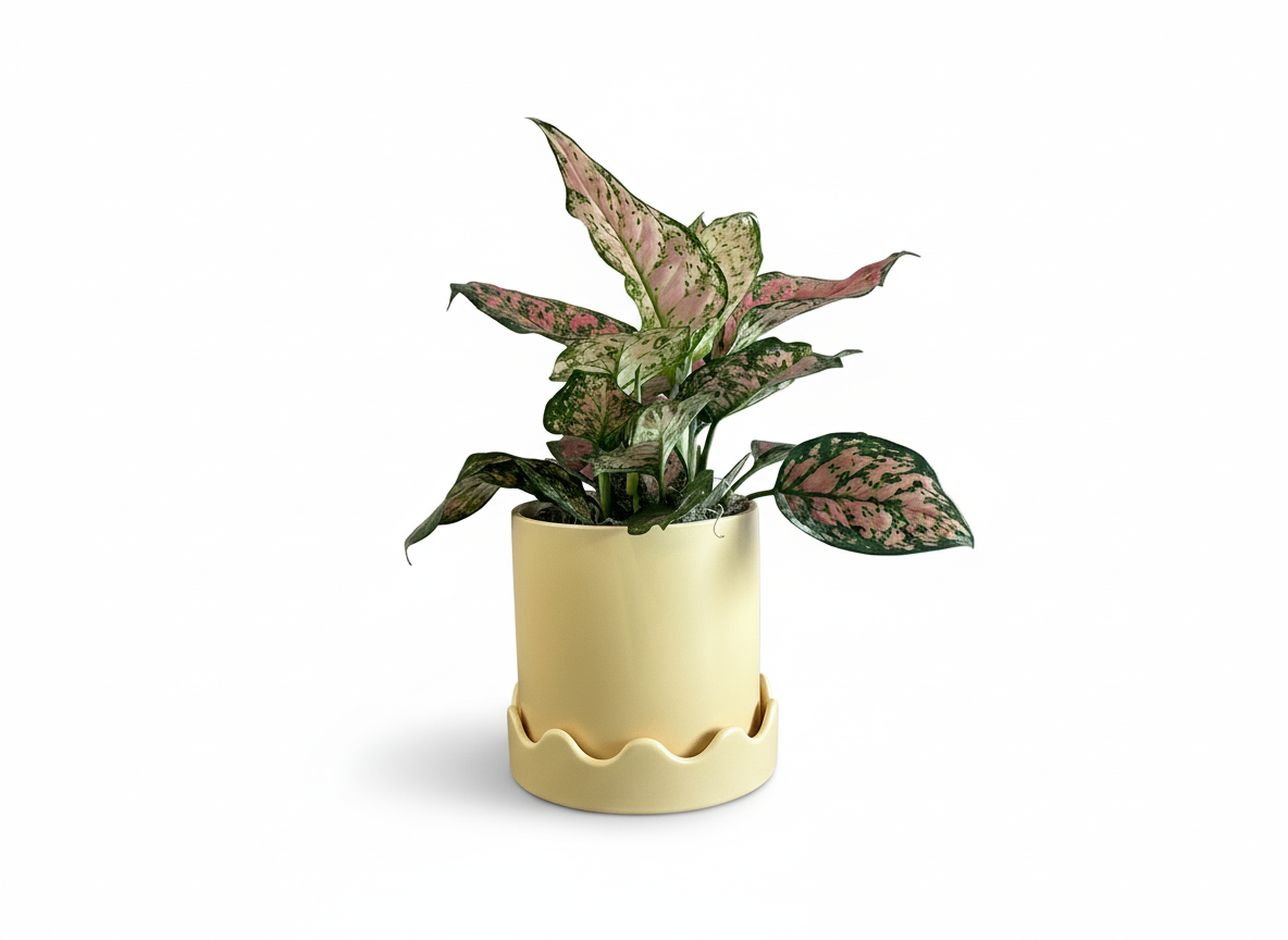 Aglaonema Plant in Pissaro pot