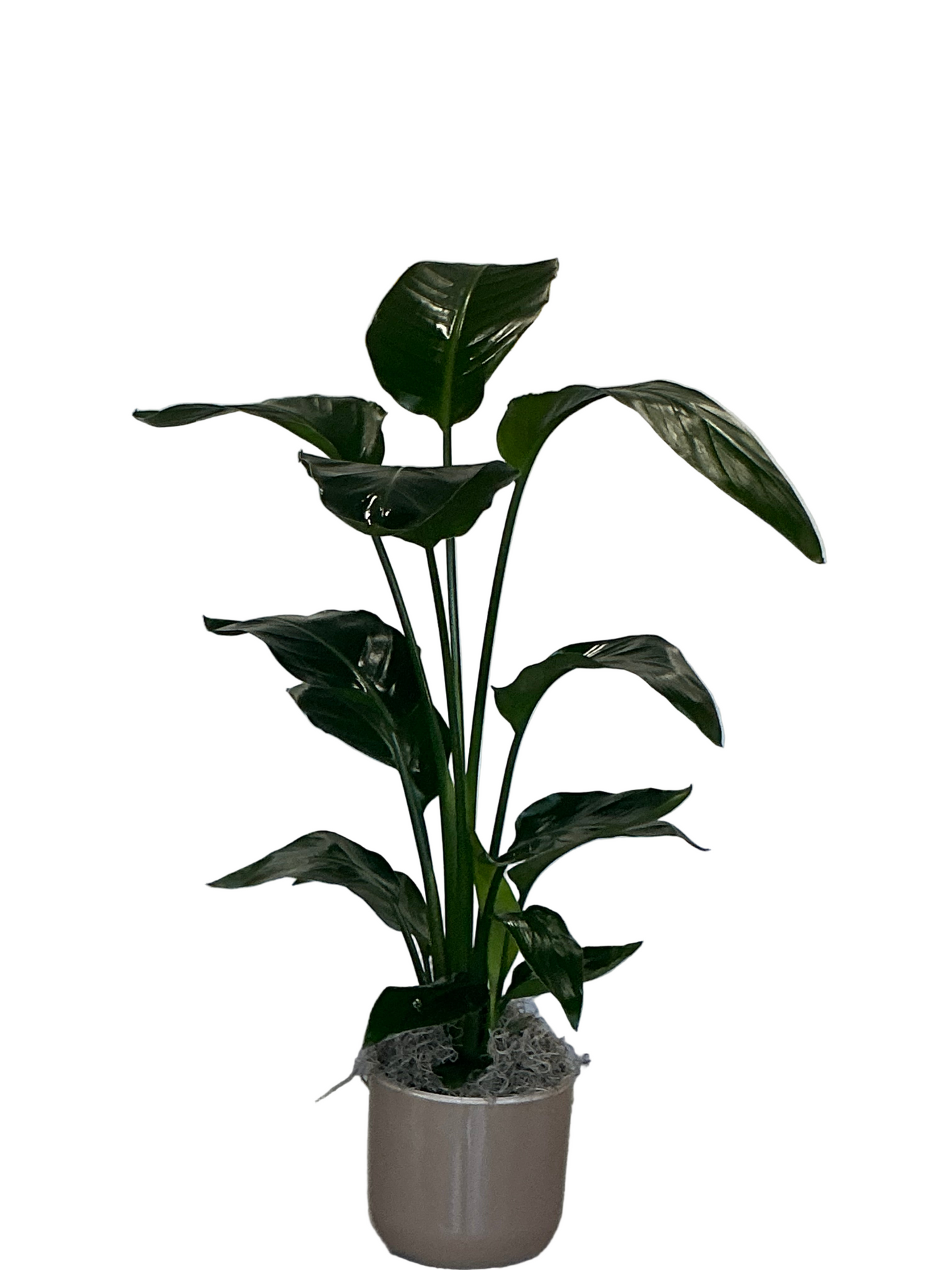 Small Birds of Paradise Plant