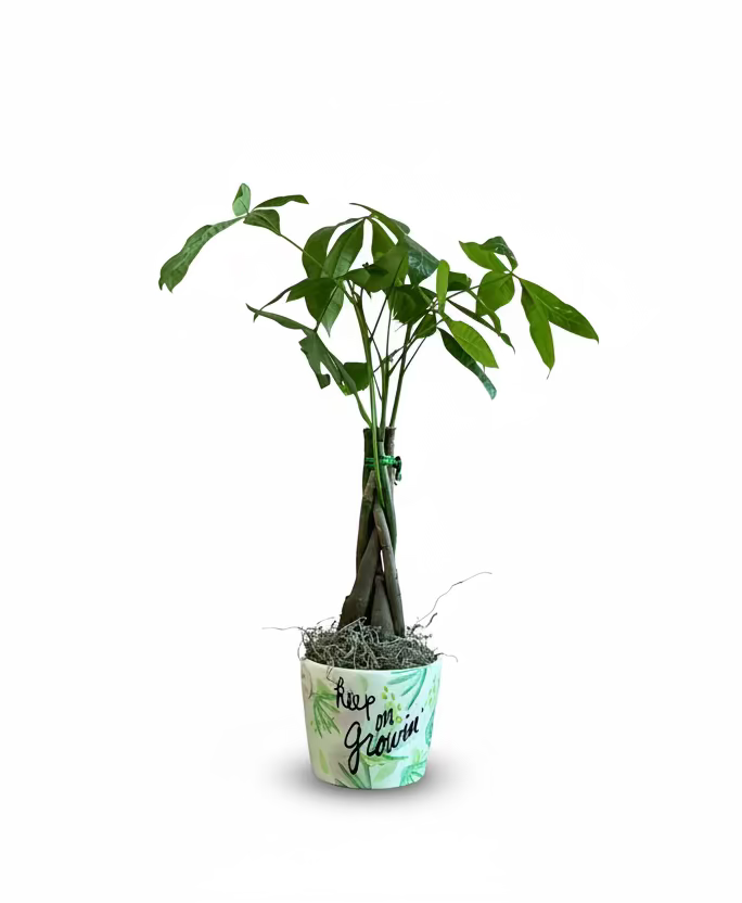Money Tree w/ Keep On Growing Vase