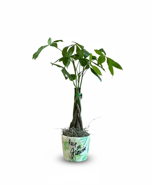 Money Tree w/ Keep On Growing Vase