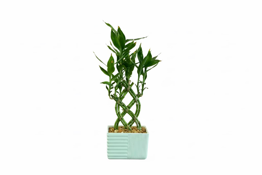 Bamboo Plant