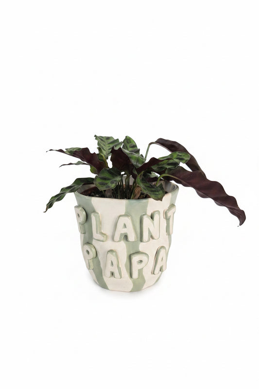 Calathea