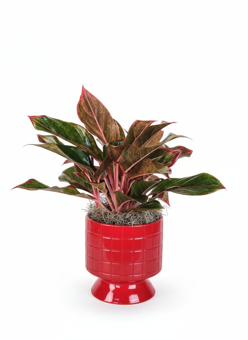 Algaonema Red Siam in Red Vase