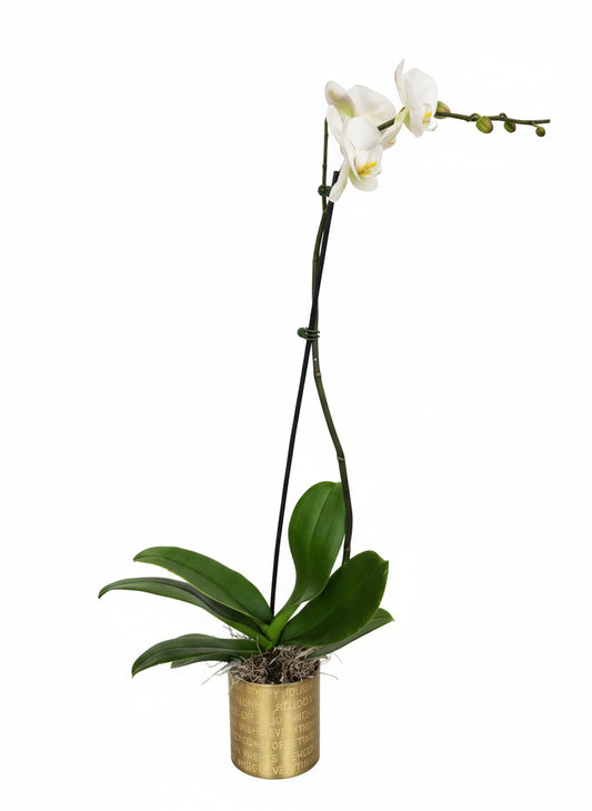 Single Orchid Stem in Gold Hoilday Pot