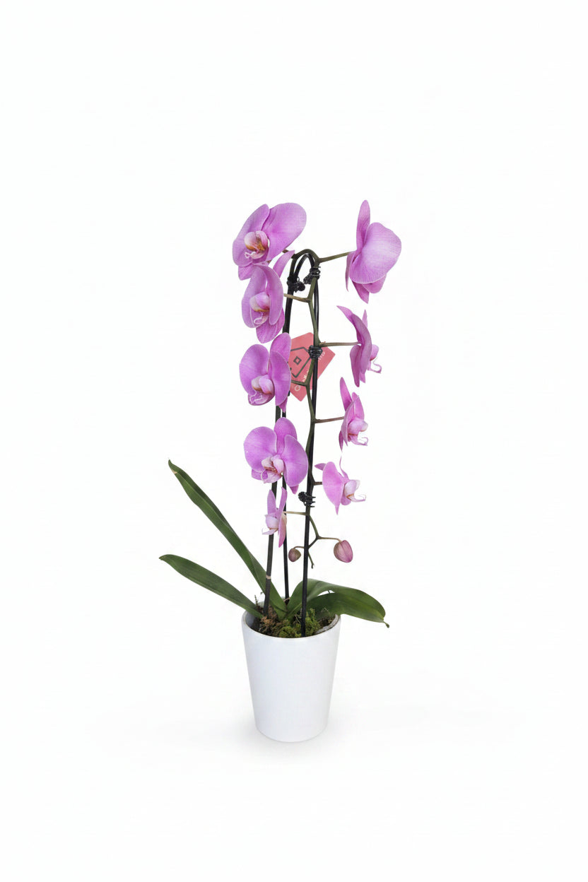 Purple Orchid (Single Stem)