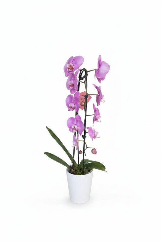 Purple Orchid (Single Stem)